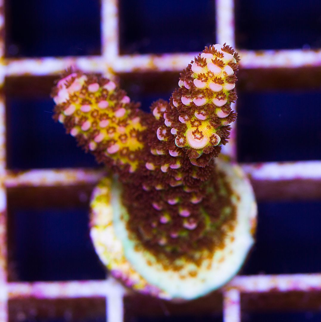 newcoral1346 - 85+ New WYSIWYG Acros at Cherry Corals!